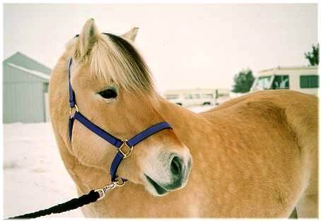 Click here for Norwegian Fjord Horses